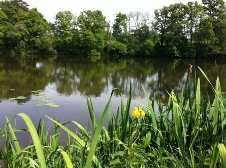 La rivière la Mayenne 